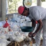 DNCD confisca 251 paquetes de cocaína en el Puerto de Haina